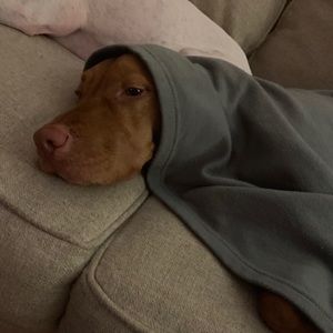 Meet your Posher, Ronnie